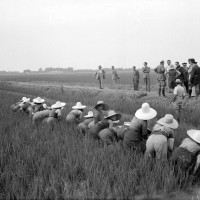 Visita alle mondariso del segretario federale Franz Pagliani insieme al segretario dell'Unione fascista lavoratori agricoltura, Carpi,10 luglio 1941